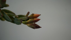 Hypericum brevistylum