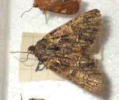 Polyphaenis sericata