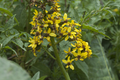 Ligularia heterophylla