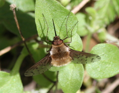 Bombylius medius