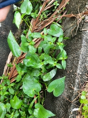 Philodendron hederaceum