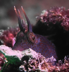 Istiblennius dussumieri