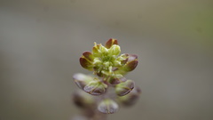 Lepidium bipinnatifidum