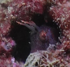 Istiblennius dussumieri