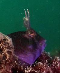 Istiblennius dussumieri