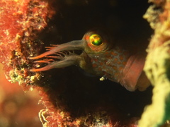 Istiblennius dussumieri
