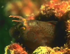 Istiblennius dussumieri