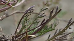 Lepidium bipinnatifidum