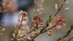 Lepidium bipinnatifidum