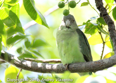 Agapornis canus ablectaneus
