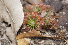 Drosera micrantha