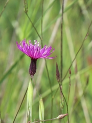 Crupina crupinastrum