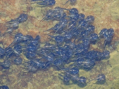 Phrynomantis annectens