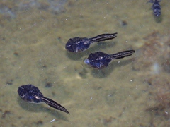 Phrynomantis annectens