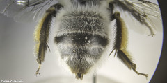 Anthophora canescens