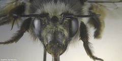 Anthophora canescens