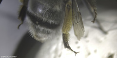 Anthophora canescens
