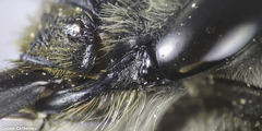 Anthophora canescens