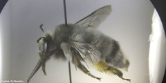 Anthophora canescens