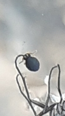 Sminthurinus elegans