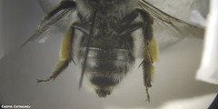Anthophora canescens