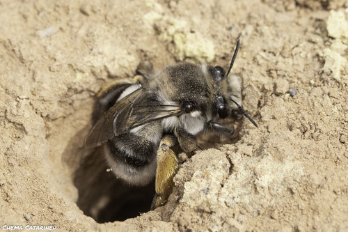 Representative image of Anthophora canescens