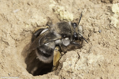Anthophora canescens