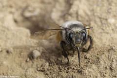 Anthophora canescens