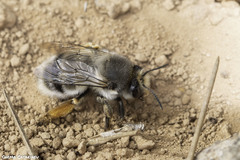 Anthophora canescens