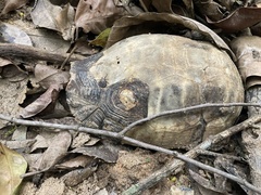 Kinixys belliana
