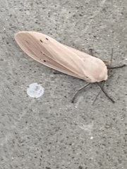 Creatonotos transiens