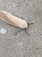 Creatonotos transiens