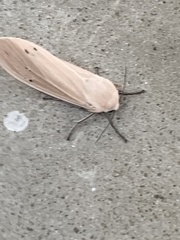 Creatonotos transiens