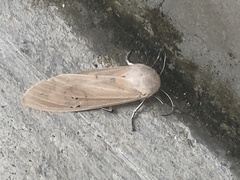 Creatonotos transiens