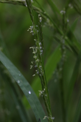 Glyceria notata