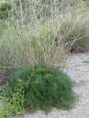 Foeniculum vulgare