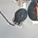 Sminthurinus elegans