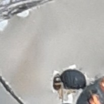 Sminthurinus elegans