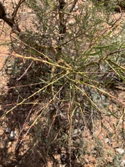Acacia victoriae
