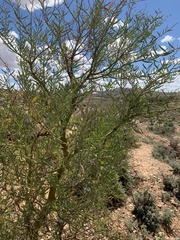 Acacia victoriae