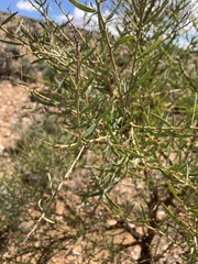 Acacia victoriae