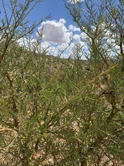 Acacia victoriae