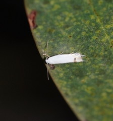 Leucoptera