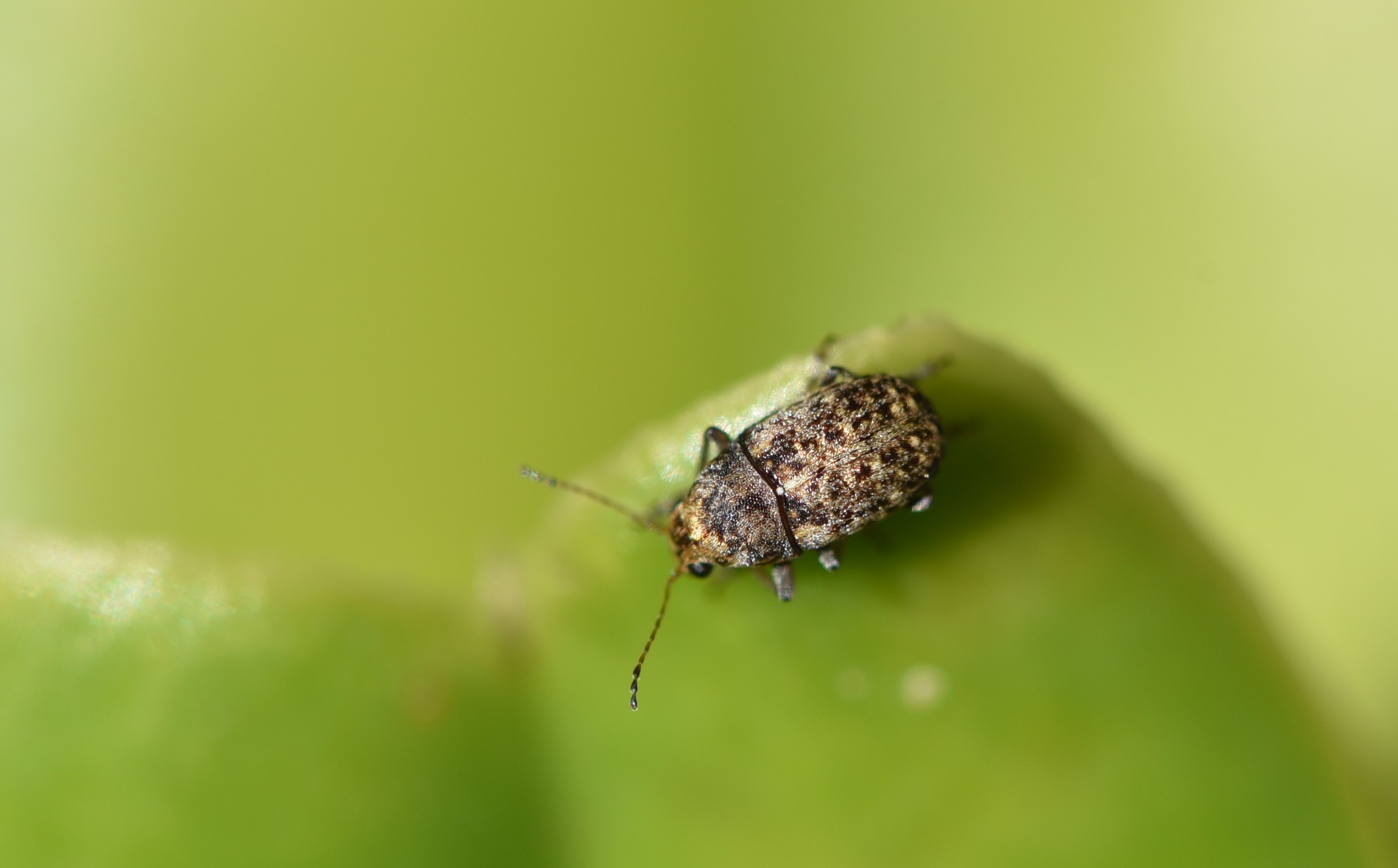 Araecerus fasciculatus (C.DeGeer, 1775)