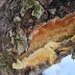 Orchard Toothcrust - Photo (c) Denis Ivanov, some rights reserved (CC BY-NC), uploaded by Denis Ivanov