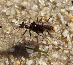 Ellipsoptera marginata