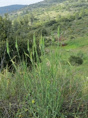 Tragopogon coelesyriacus