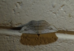 Nadagara irretracta