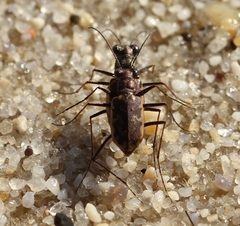 Ellipsoptera marginata