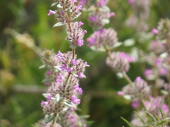 Micromeria nervosa